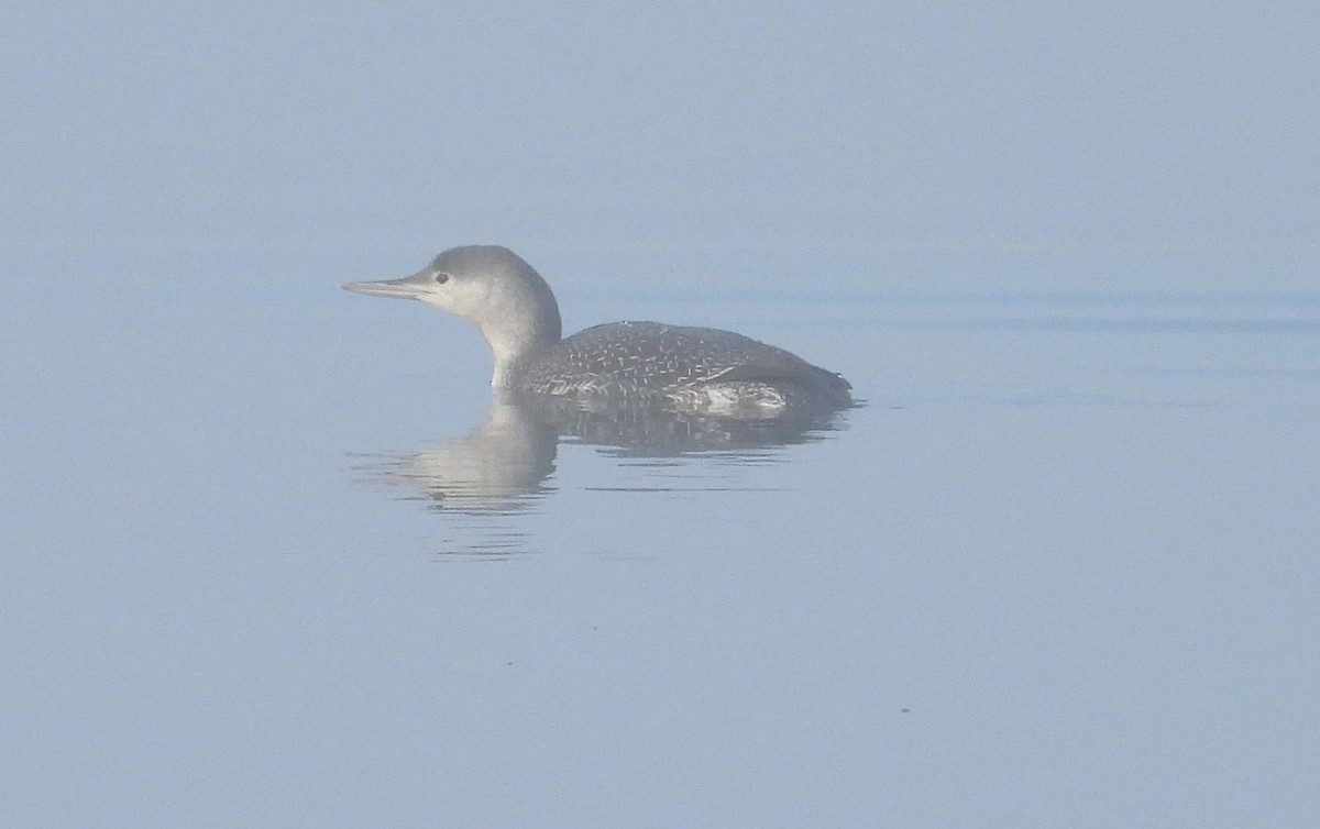 紅喉潛鳥 - ML646836228