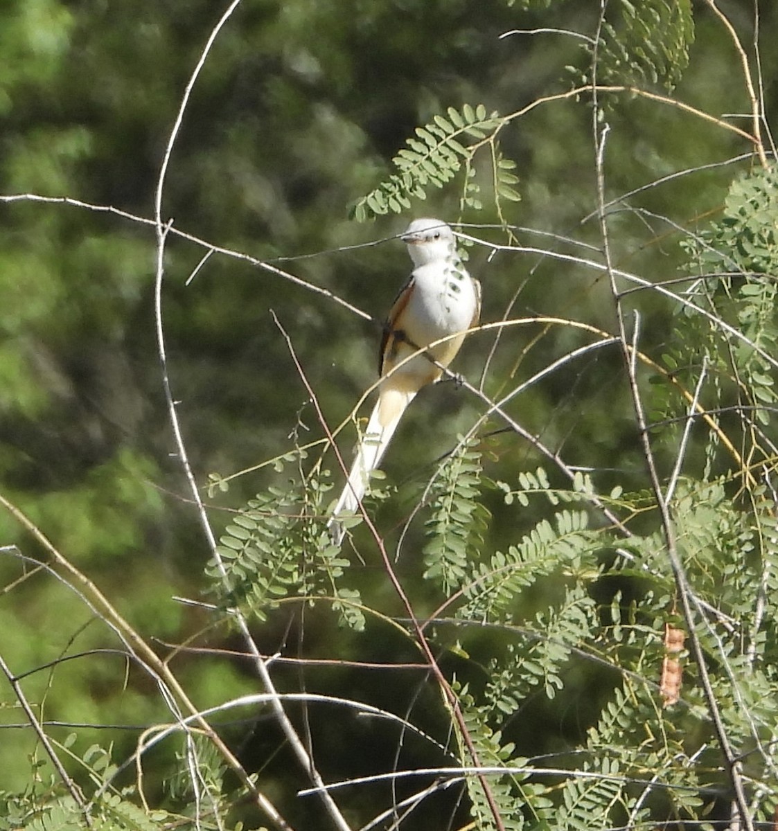 Scissor-tailed Flycatcher - ML646836232