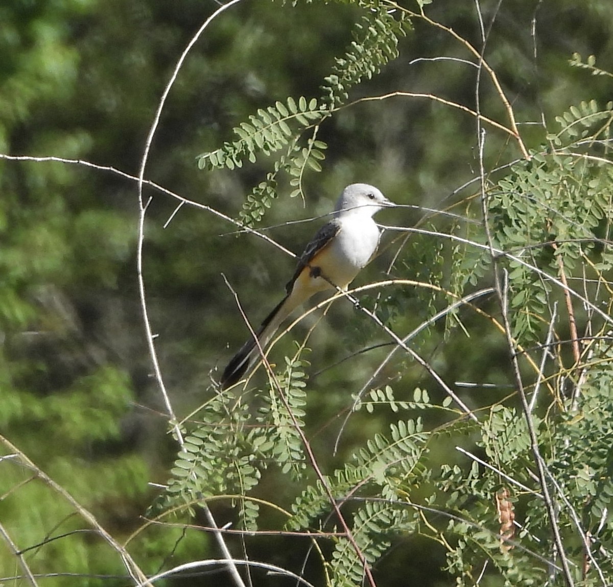 Scissor-tailed Flycatcher - ML646836233