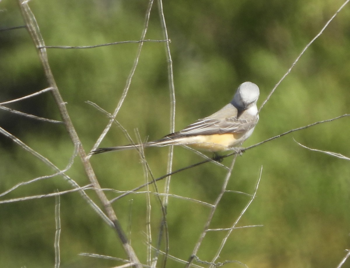 Scissor-tailed Flycatcher - ML646836234