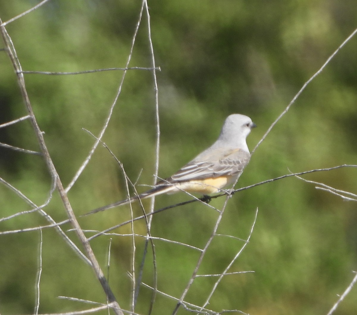 Scissor-tailed Flycatcher - ML646836235