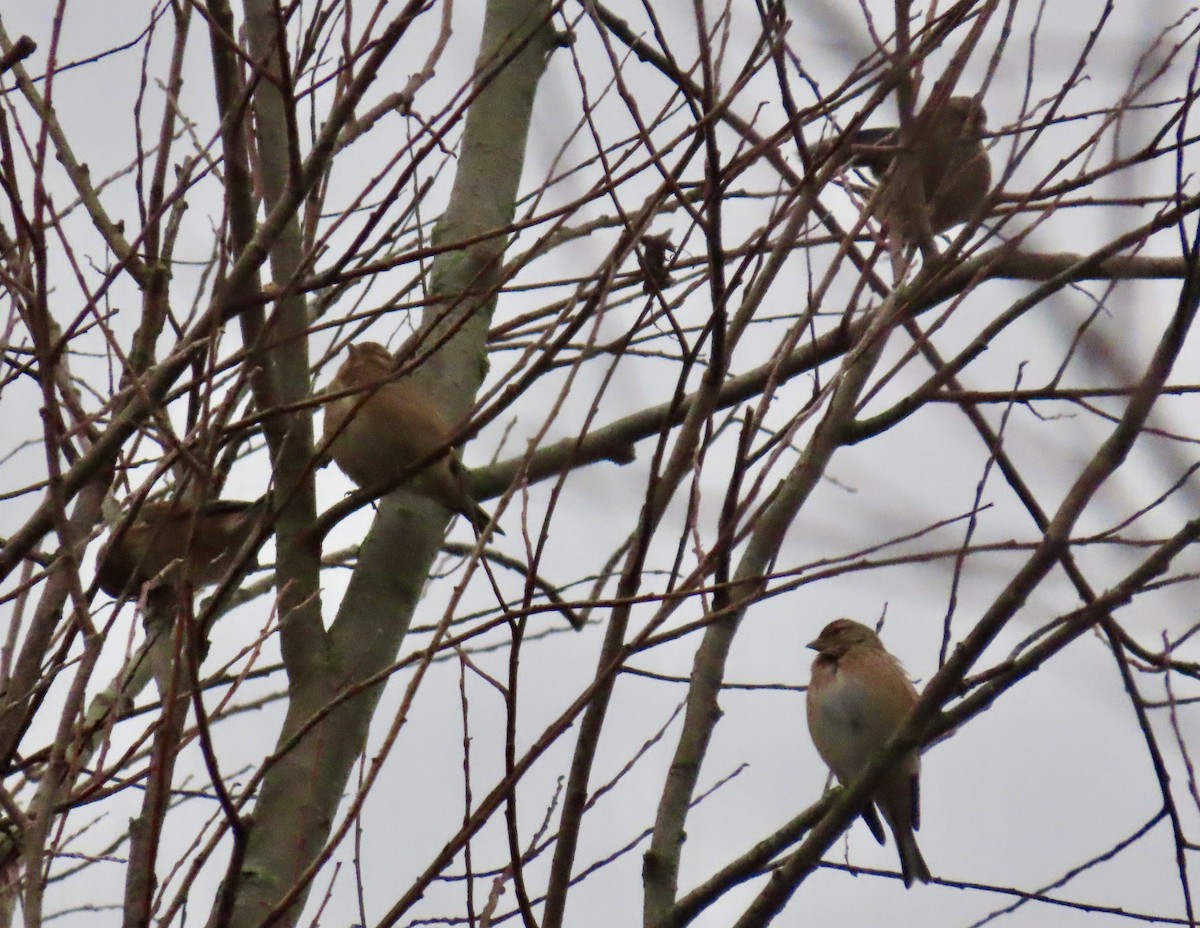 赤胸朱頂雀 - ML646836236