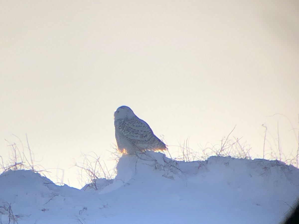 Snowy Owl - ML646836237