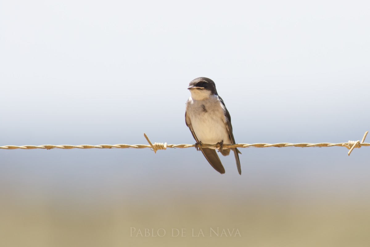 Pearl-breasted Swallow - ML646836238