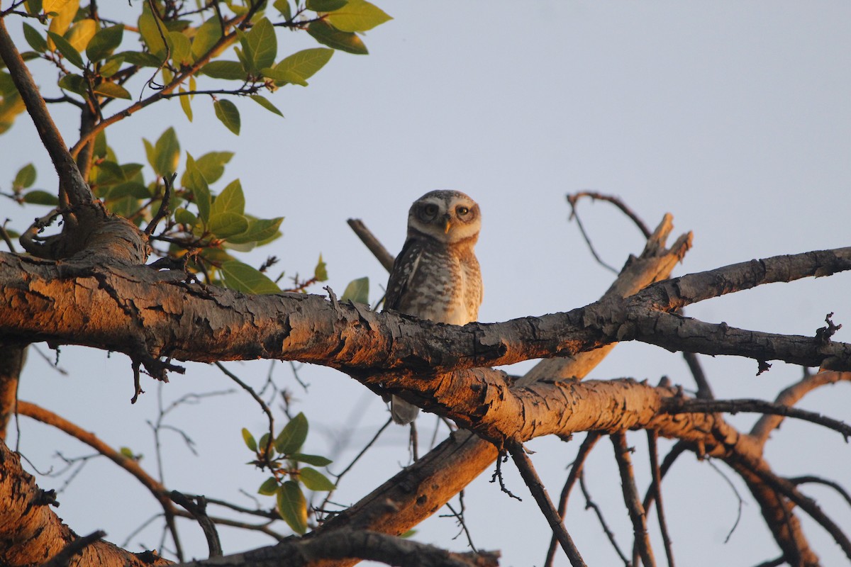 Spotted Owlet - ML646836242