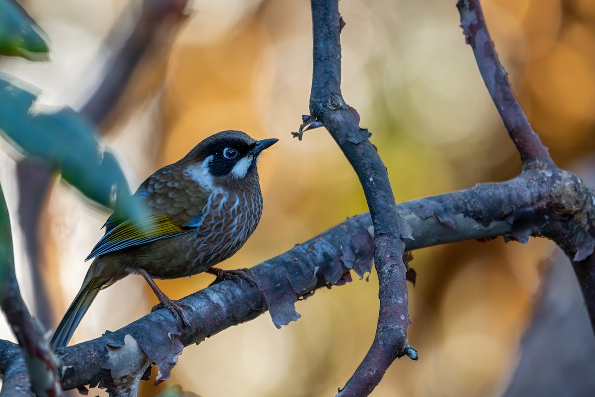 Garrulaxe à face noire - ML646836251