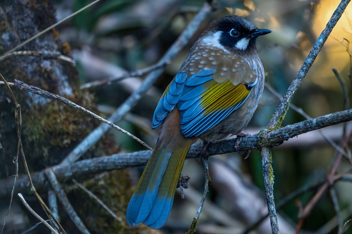 Garrulaxe à face noire - ML646836252