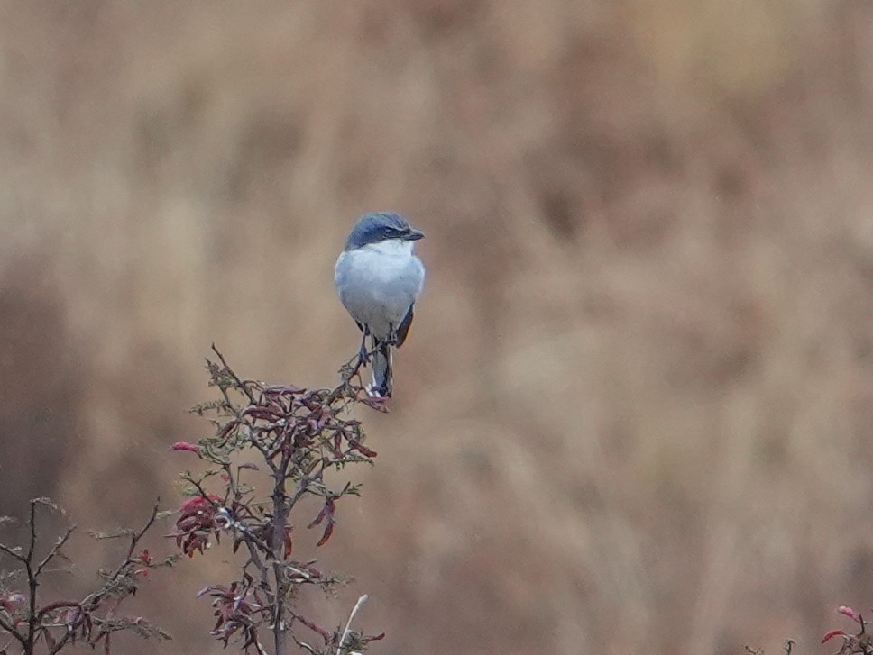 Loggerhead Shrike - ML646836256