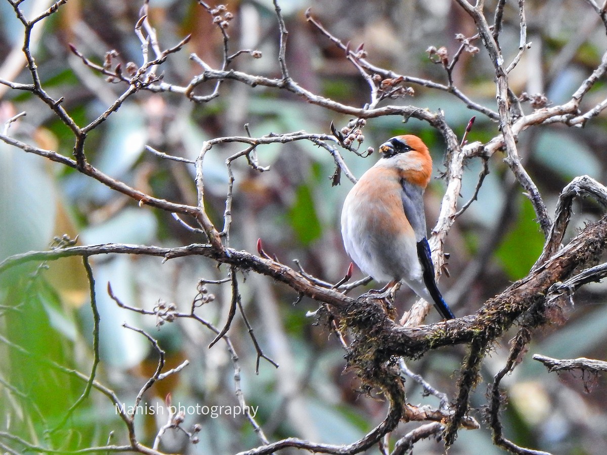 Bouvreuil à tête rouge - ML646836257