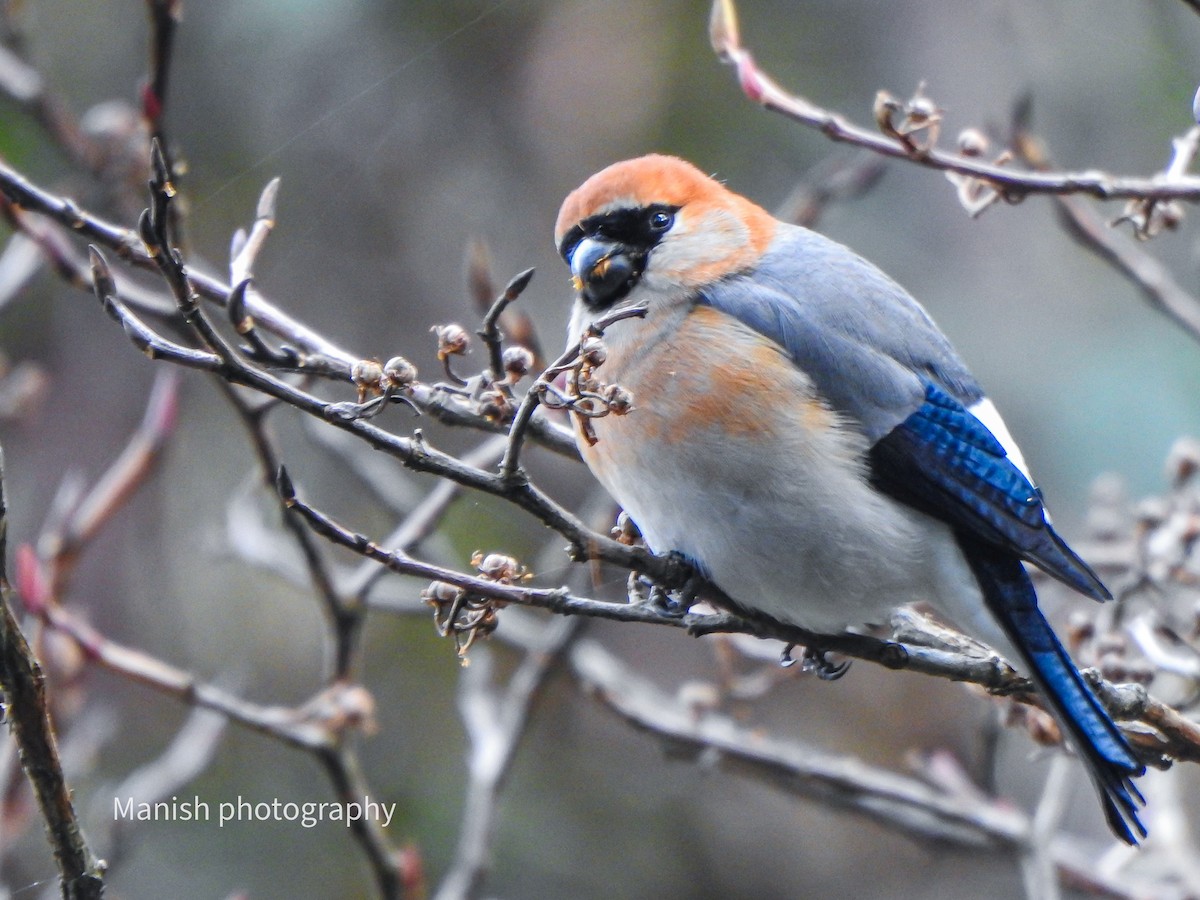 Bouvreuil à tête rouge - ML646836258