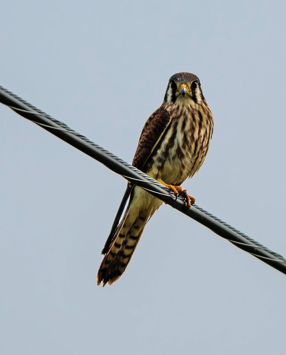 בז אמריקני - ML646836265