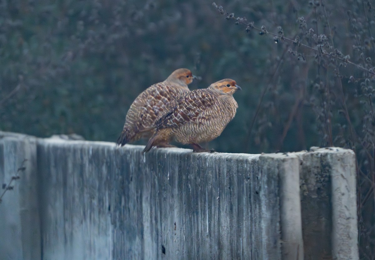 Gray Francolin - ML646836269