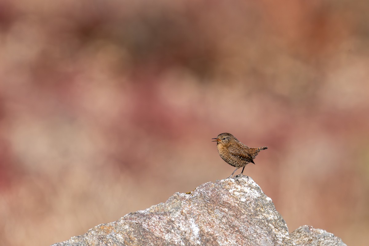 Troglodyte mignon - ML646836273