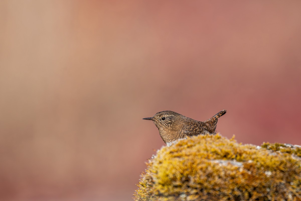 Troglodyte mignon - ML646836274