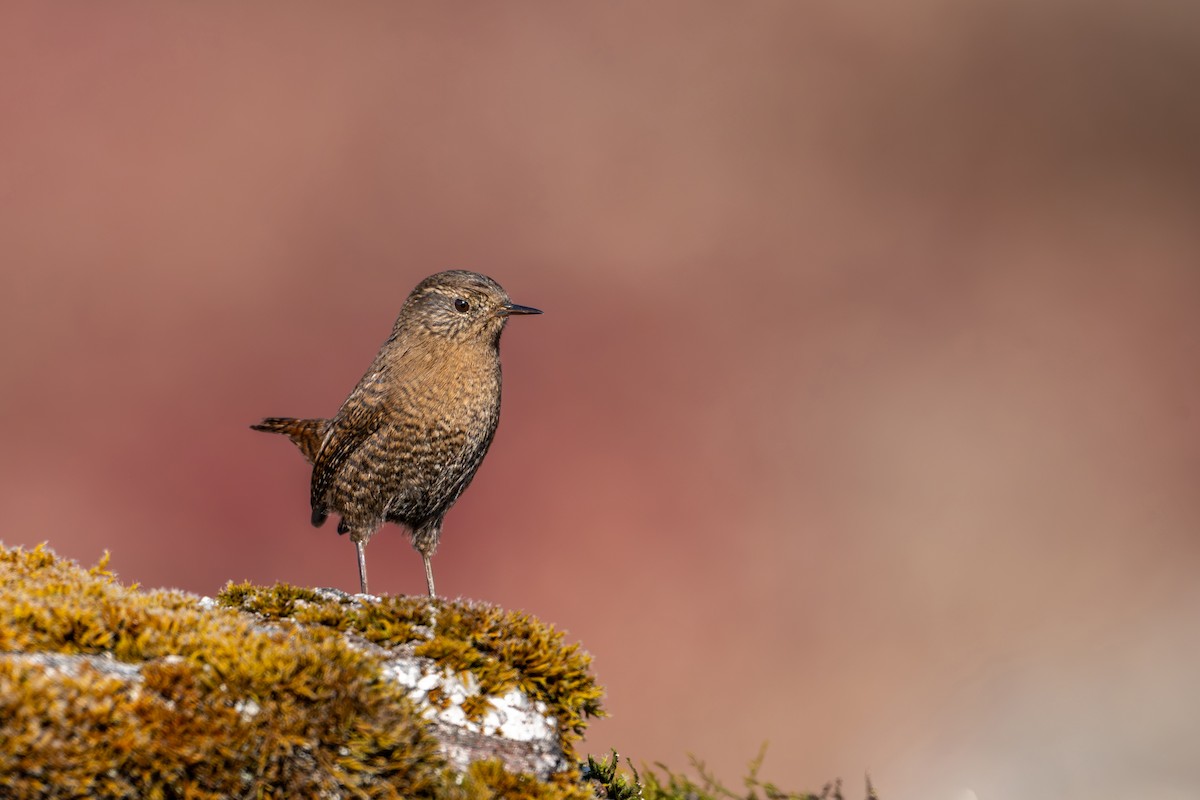 Troglodyte mignon - ML646836275