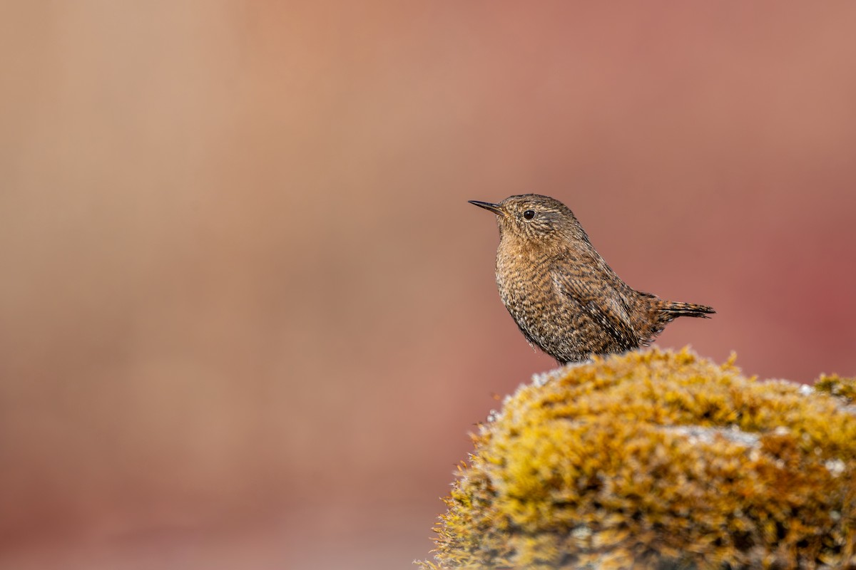 Troglodyte mignon - ML646836276