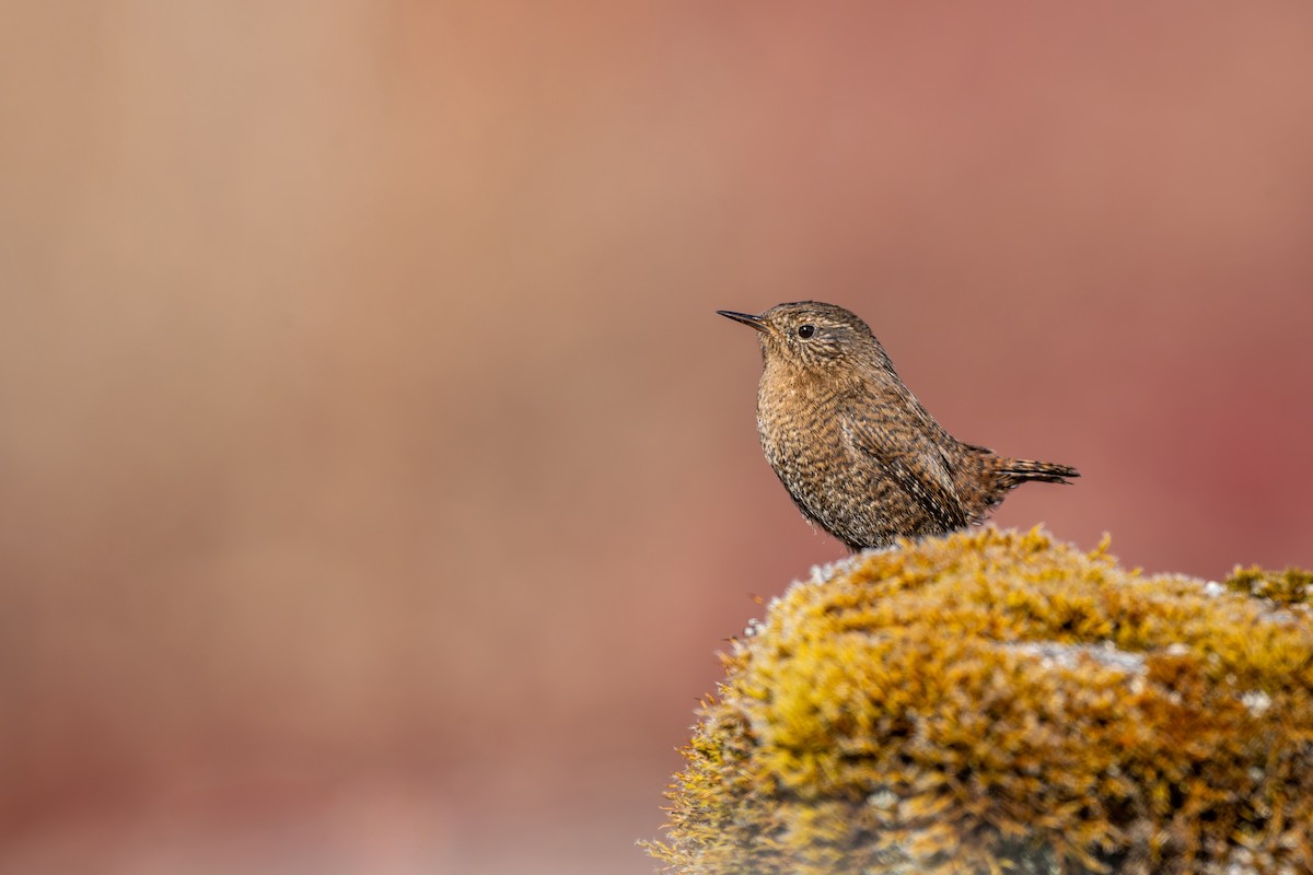 Troglodyte mignon - ML646836277