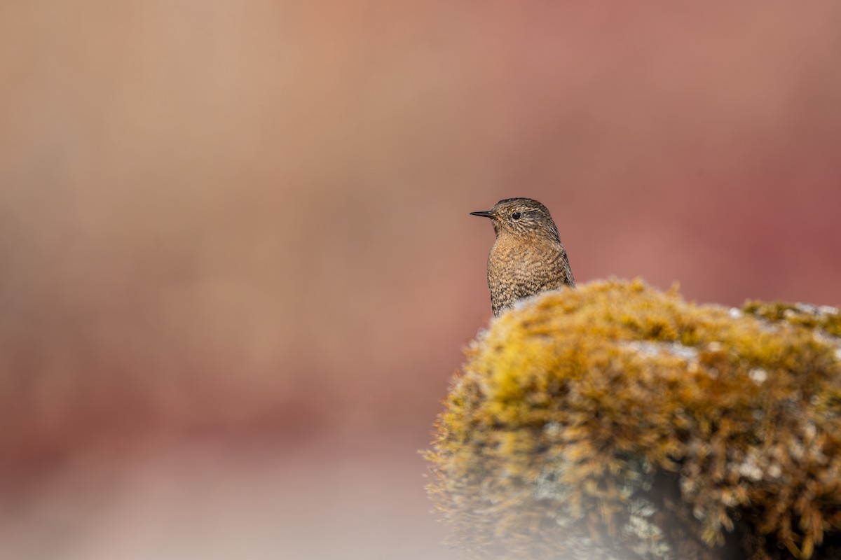 Troglodyte mignon - ML646836278