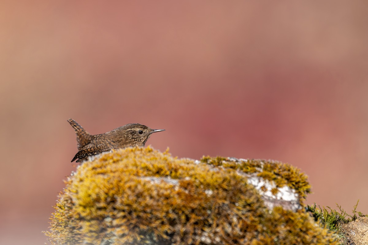 Troglodyte mignon - ML646836279