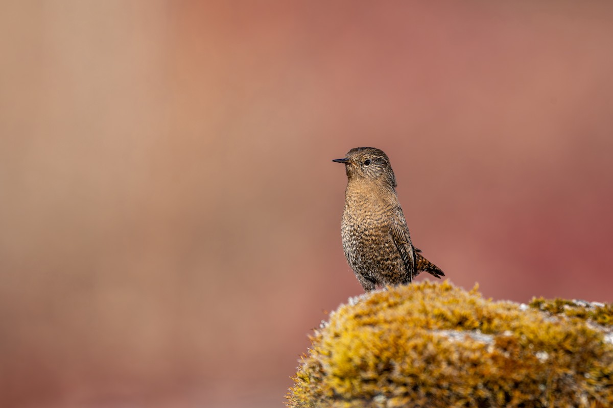 Troglodyte mignon - ML646836280