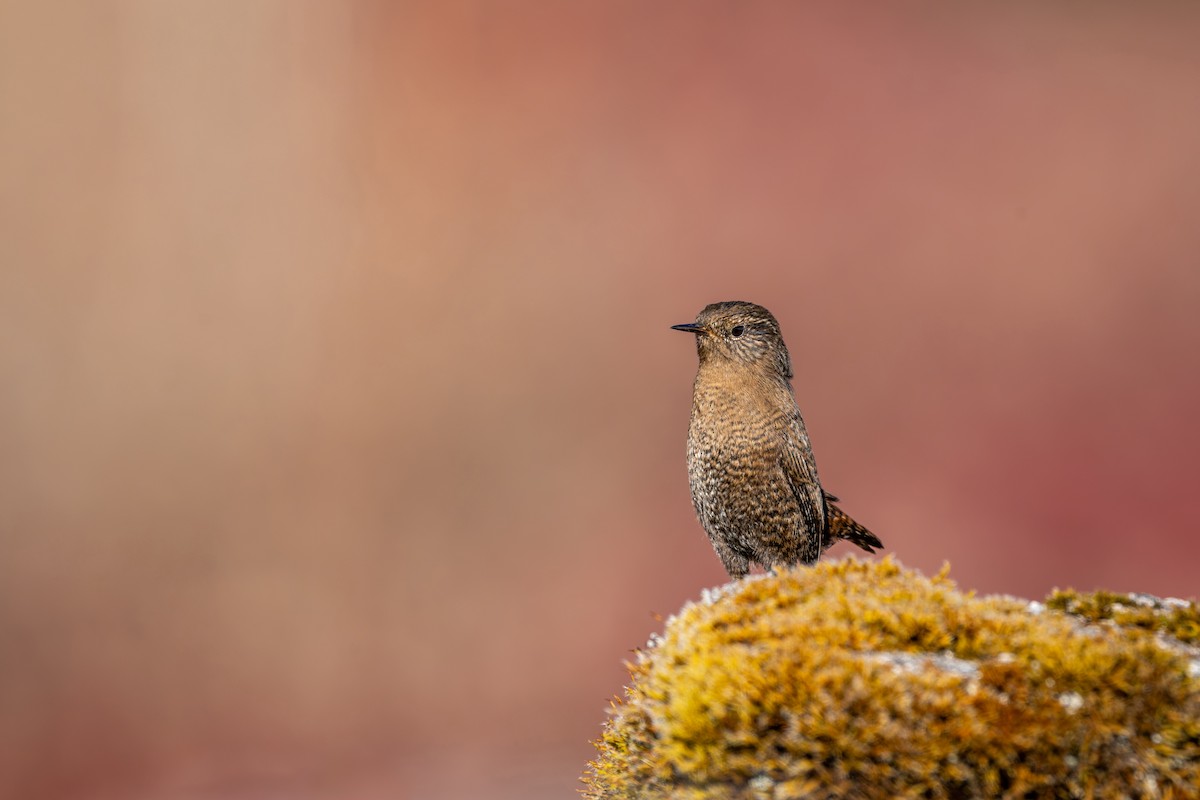 Troglodyte mignon - ML646836281