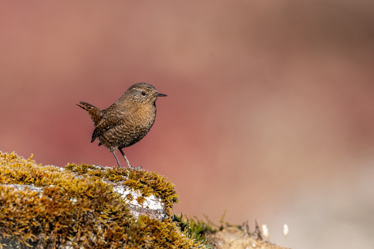 Troglodyte mignon - ML646836282