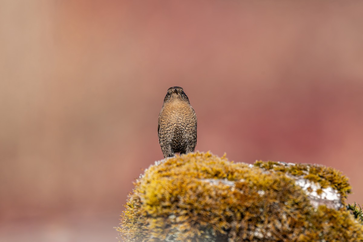 Troglodyte mignon - ML646836283