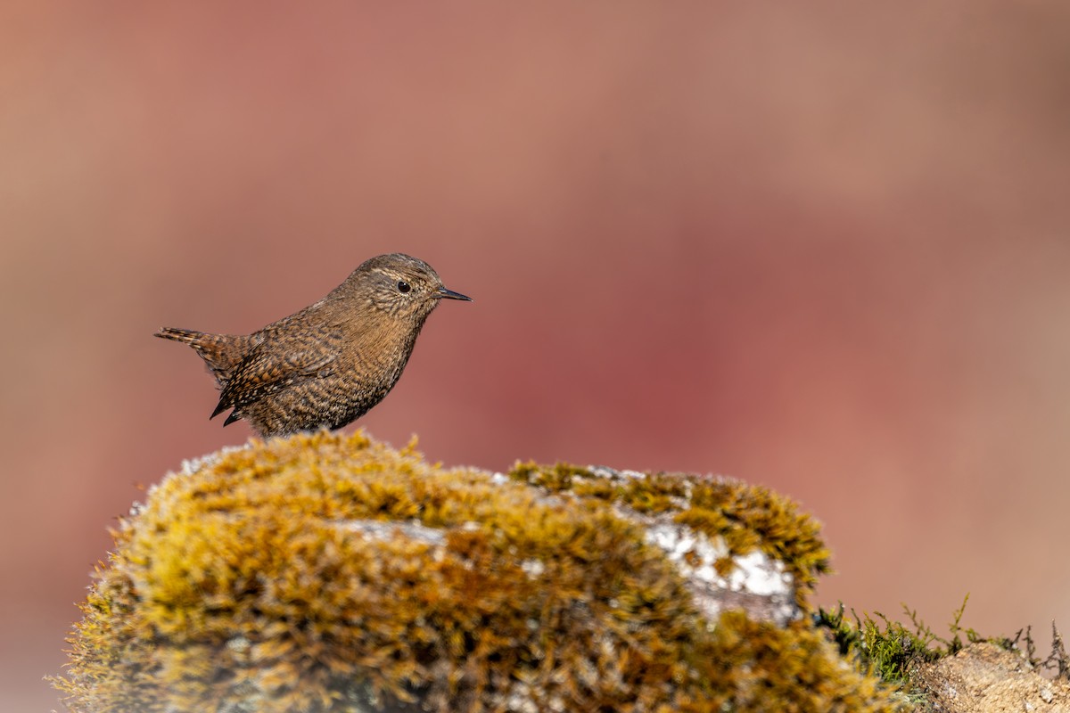 Troglodyte mignon - ML646836284