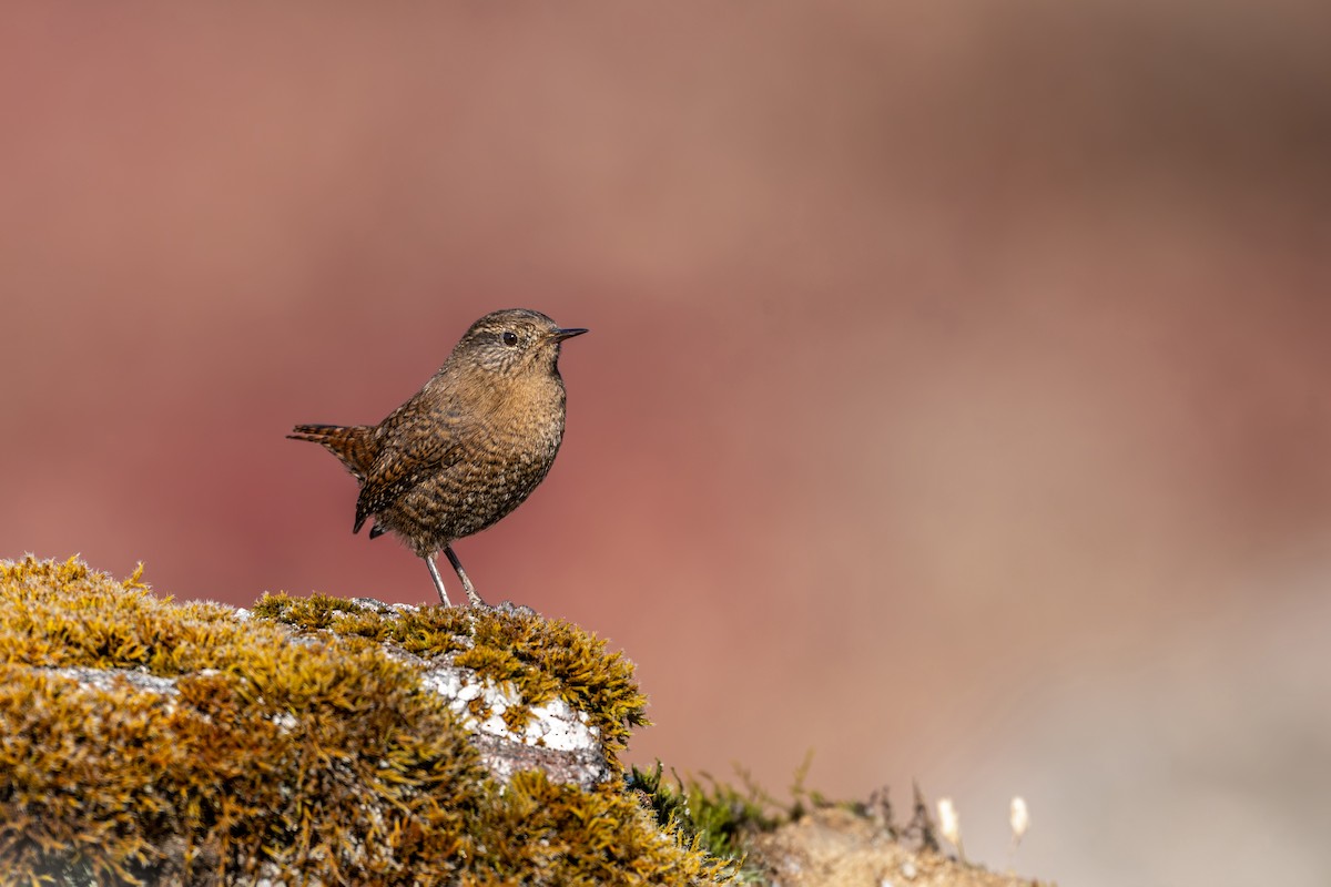 Troglodyte mignon - ML646836285