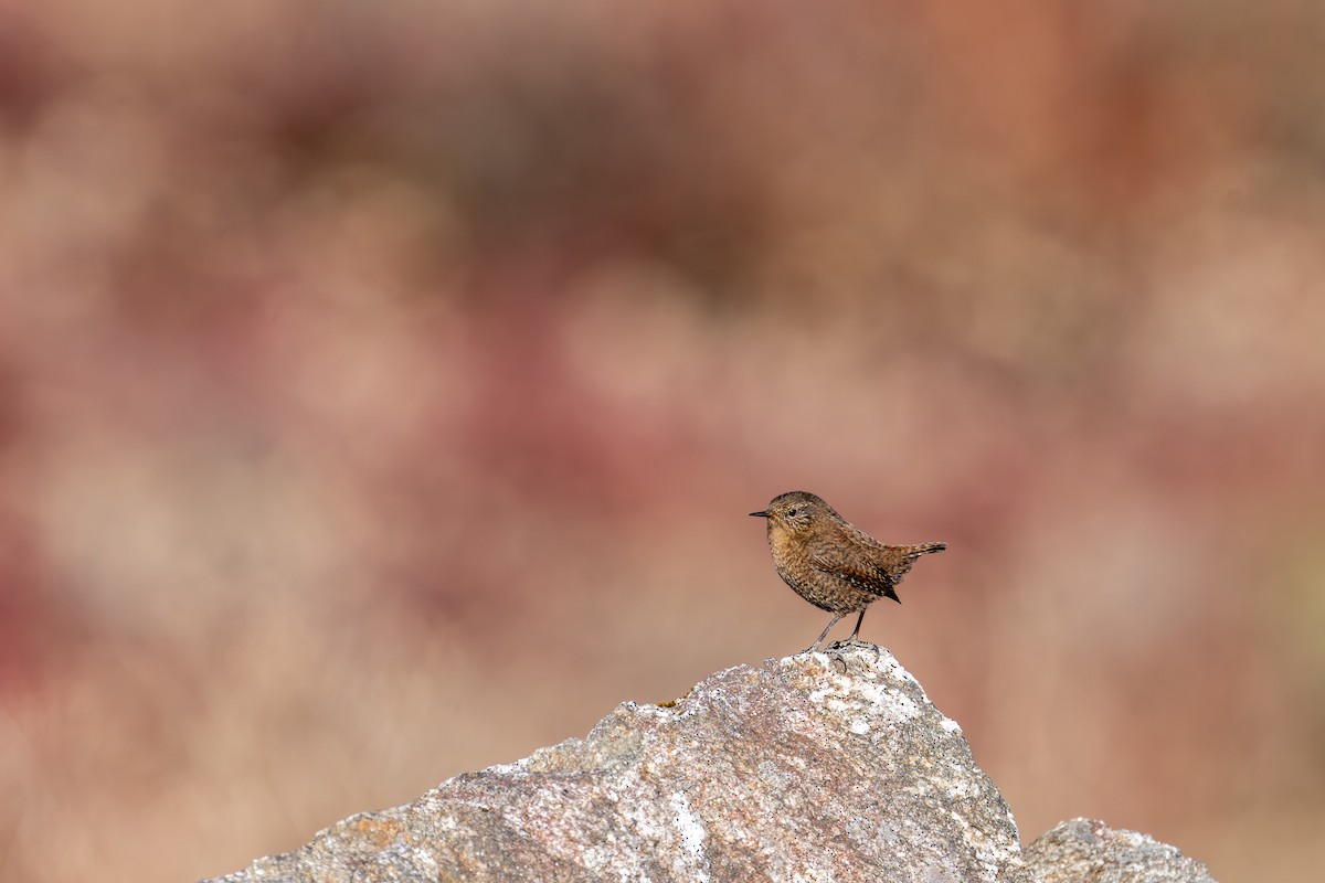 Troglodyte mignon - ML646836286