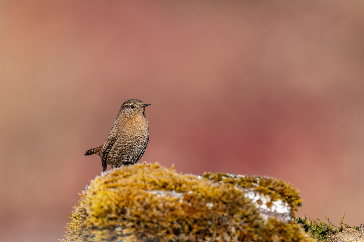 Troglodyte mignon - ML646836287