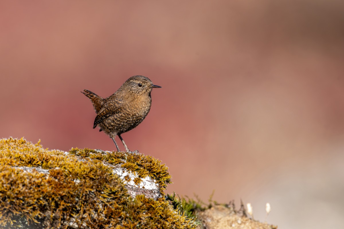 Troglodyte mignon - ML646836288