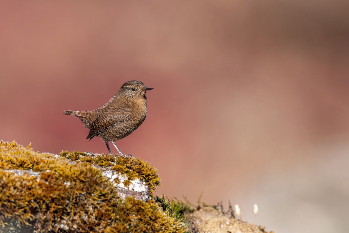 Troglodyte mignon - ML646836289