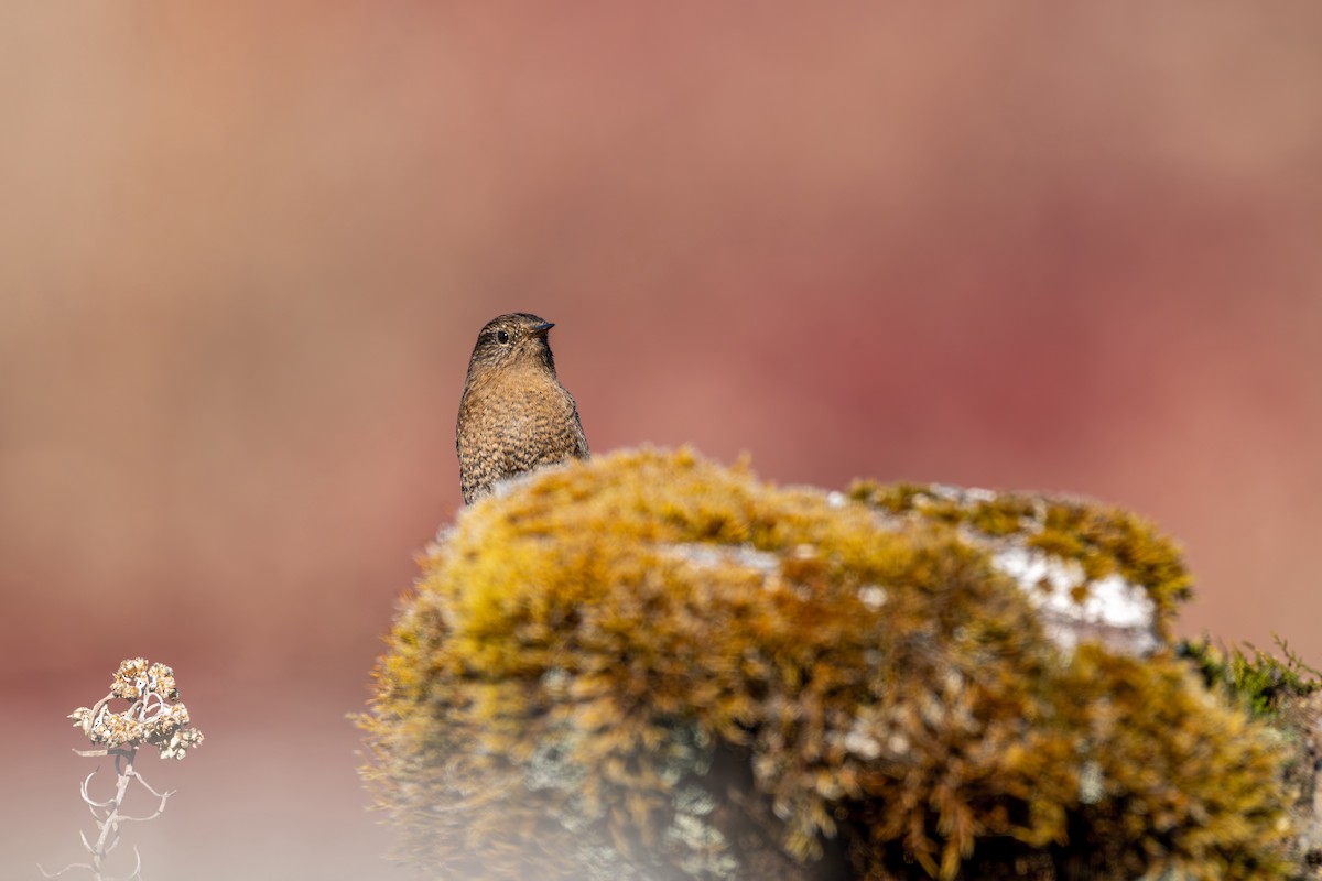 Troglodyte mignon - ML646836290