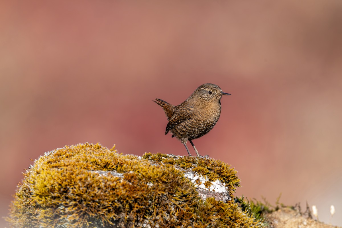 Troglodyte mignon - ML646836291