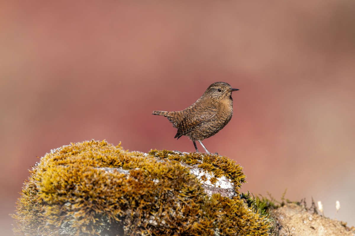 Troglodyte mignon - ML646836292