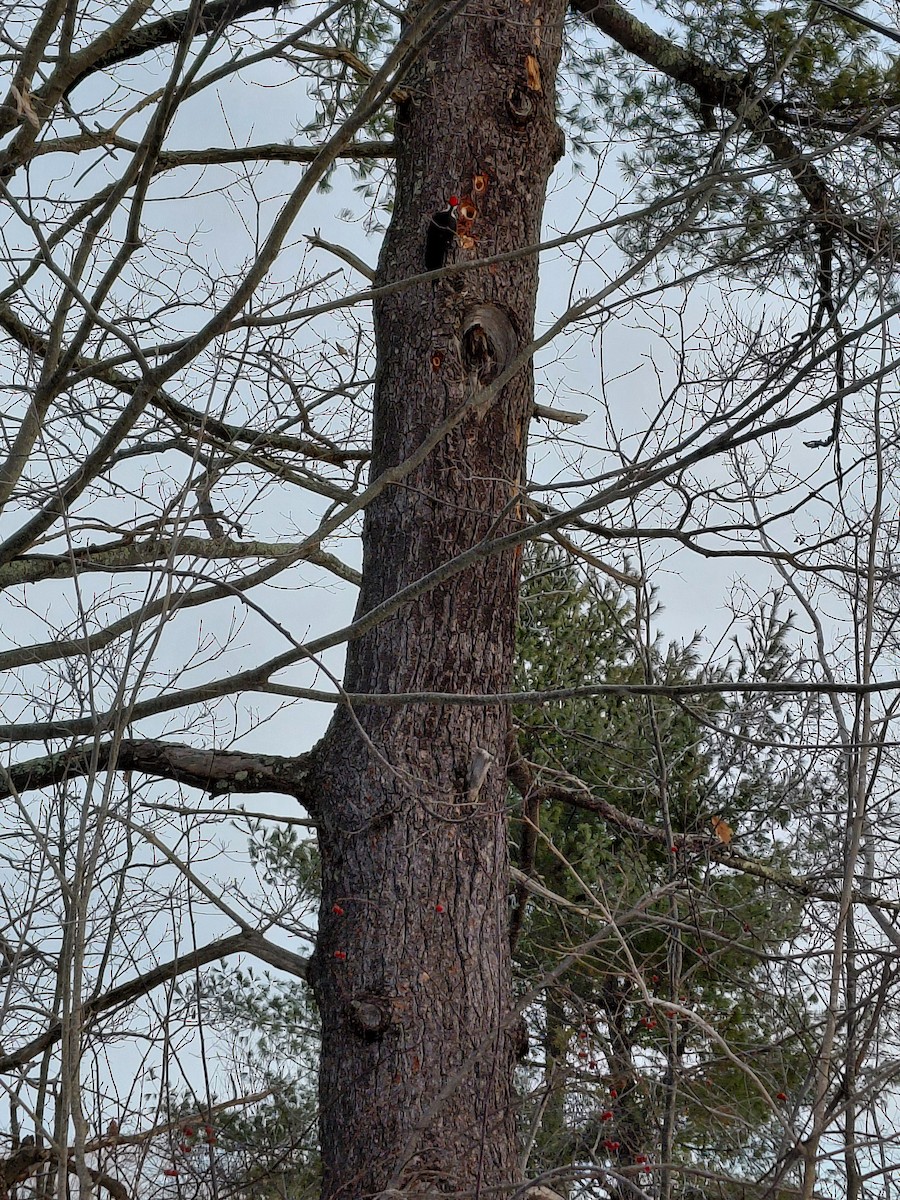 Grand Pic - ML646836296