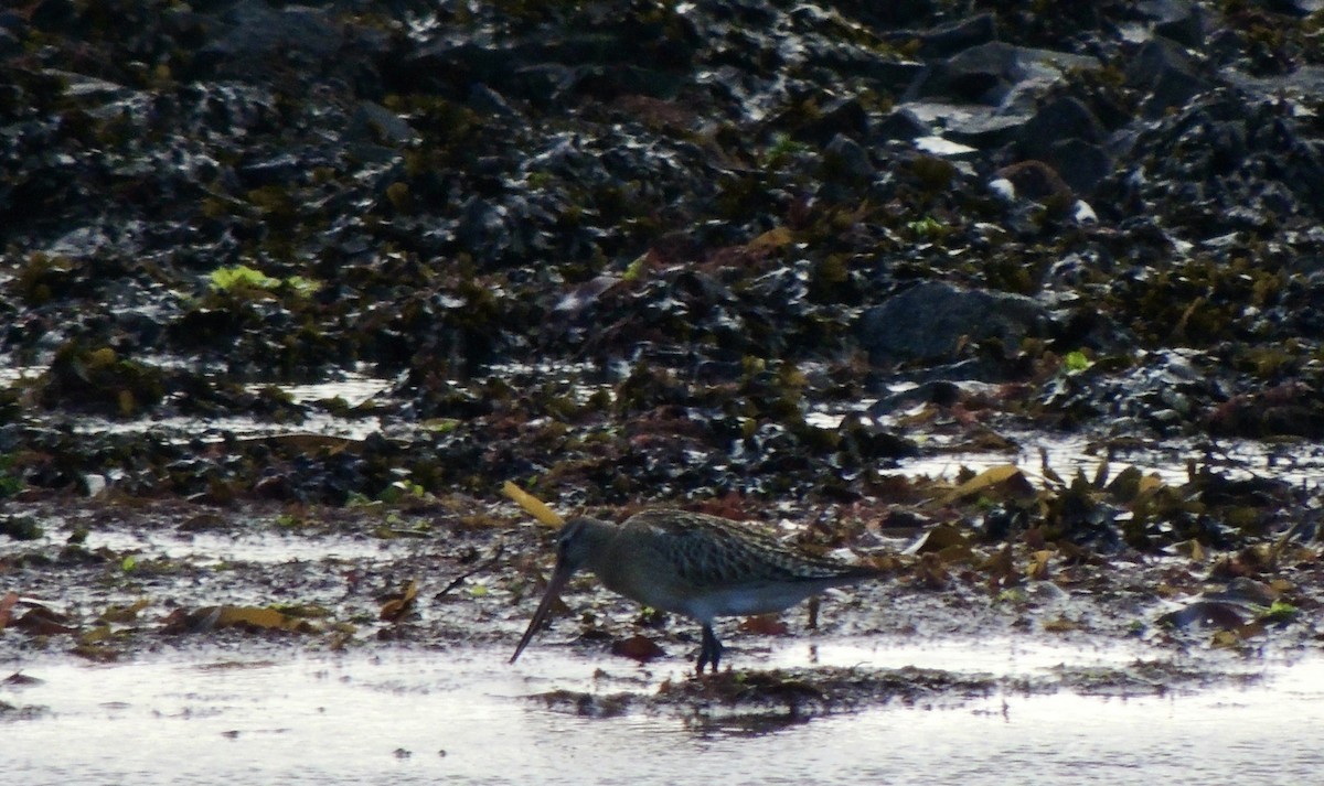 לימוזה חומת-בטן - ML646836300