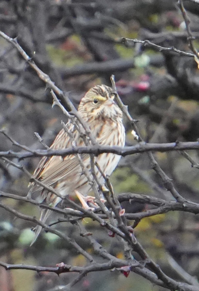 Bruant des prés - ML646836301