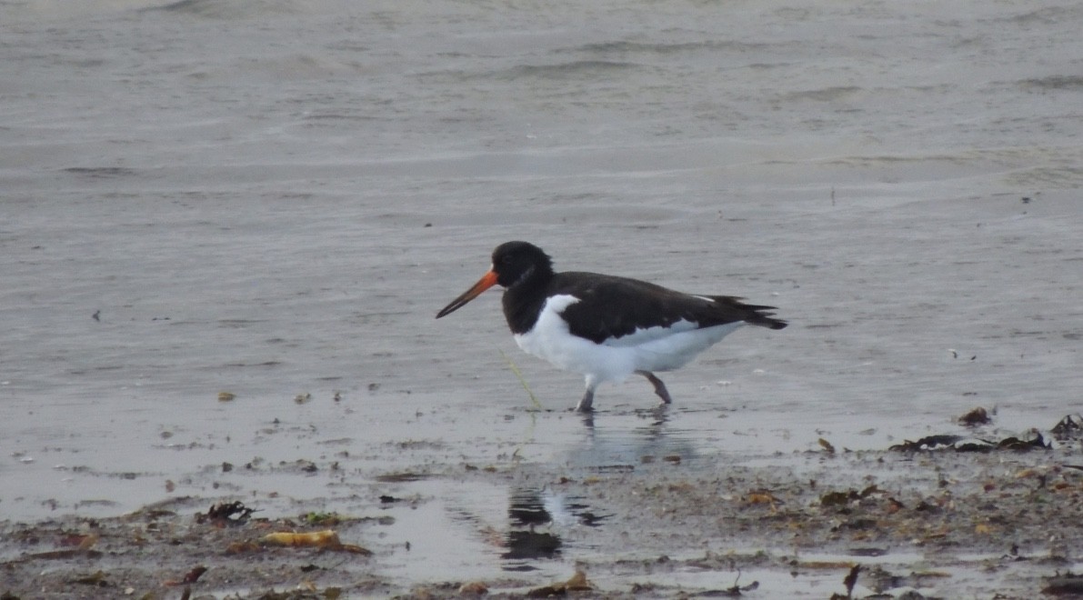 שלצדף החוף - ML646836302