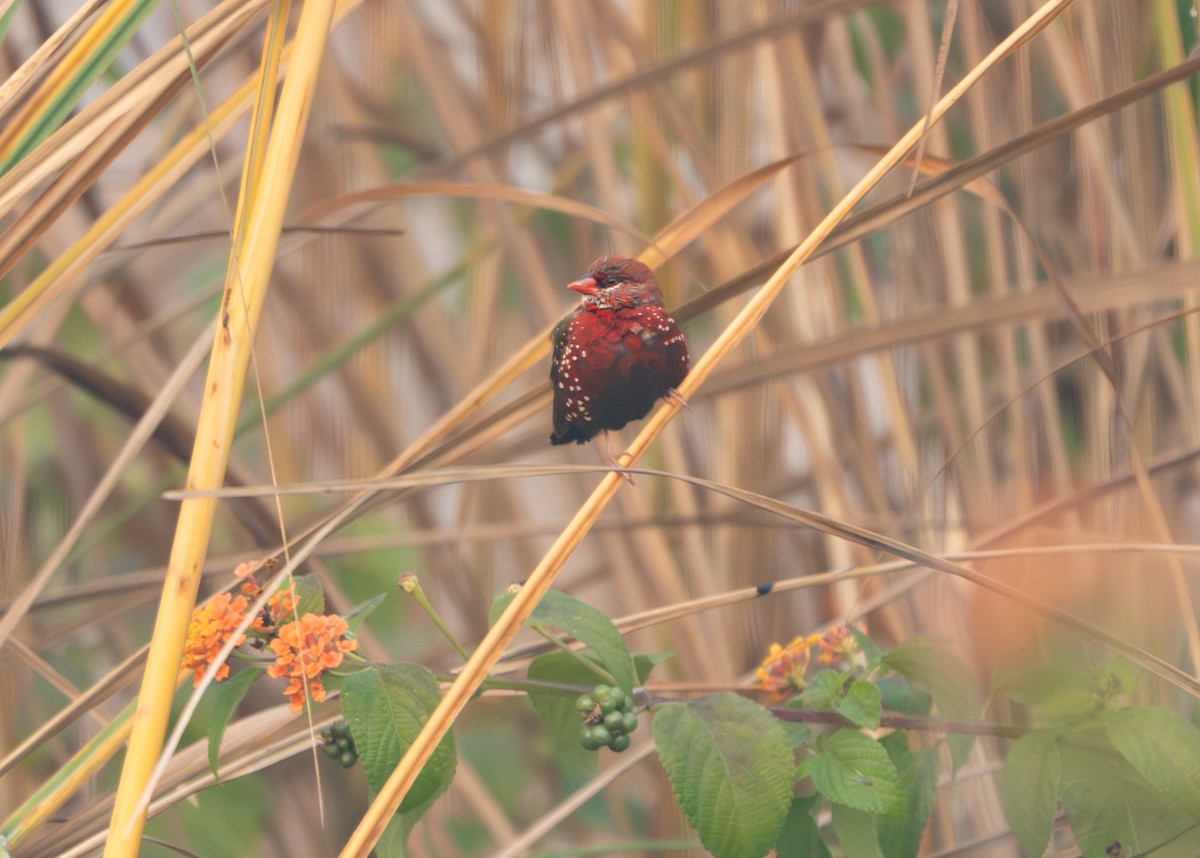 tigerastrild - ML646836303