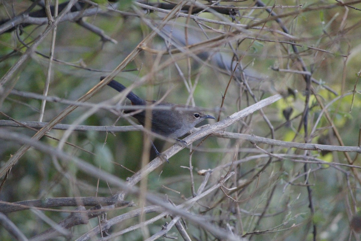 Indian Robin - ML646836304