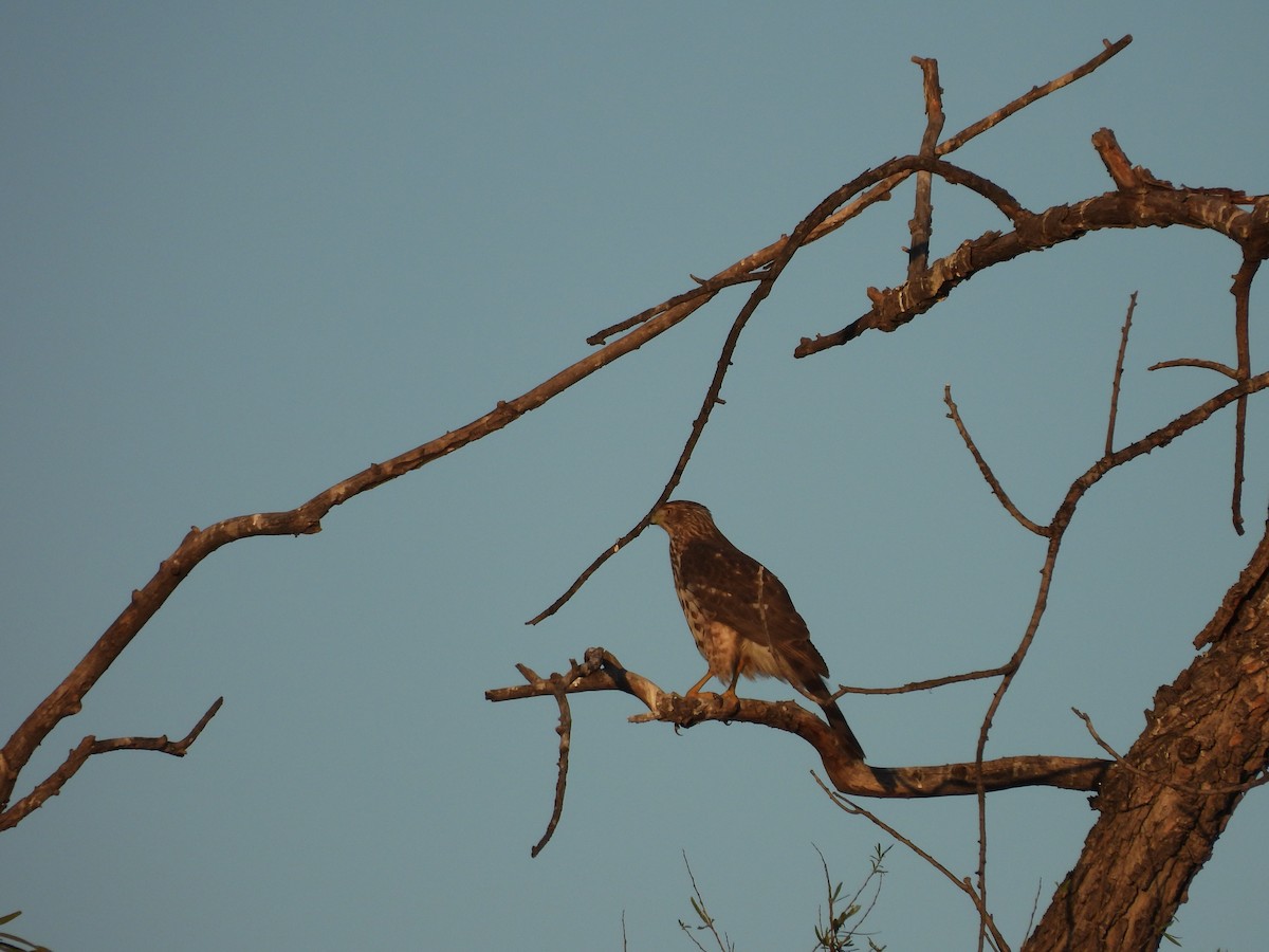 Cooper's Hawk - ML646836305