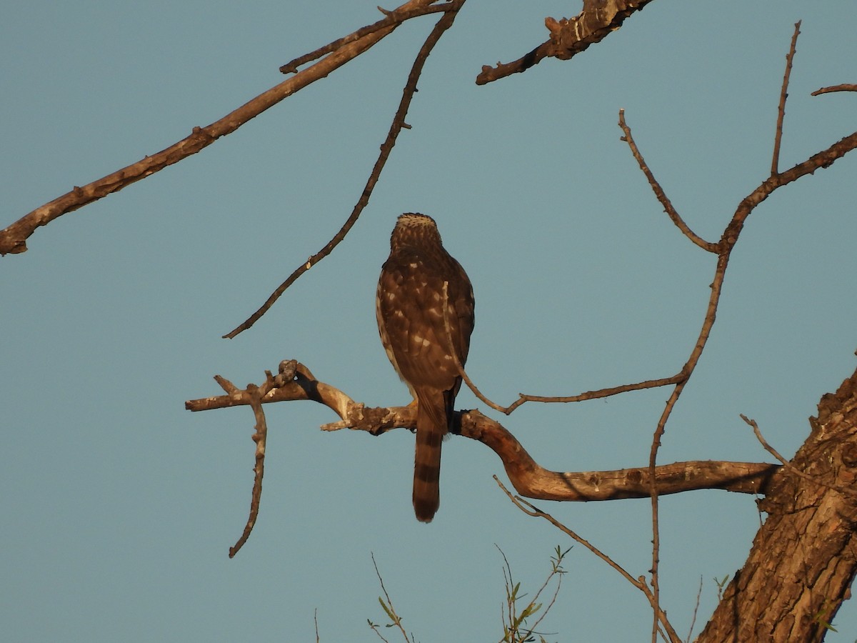 Cooper's Hawk - ML646836306
