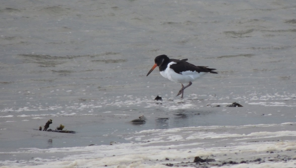 שלצדף החוף - ML646836310