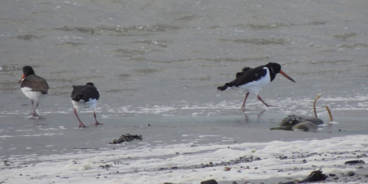 שלצדף החוף - ML646836311