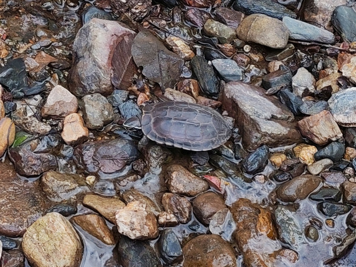 Malayan Snail-eating Turtle - ML646836314