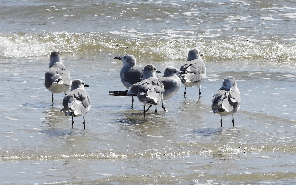 Ацтекская чайка - ML646836317