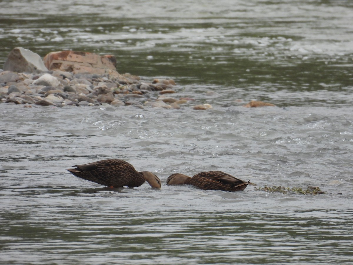 Mottled Duck - ML646836321