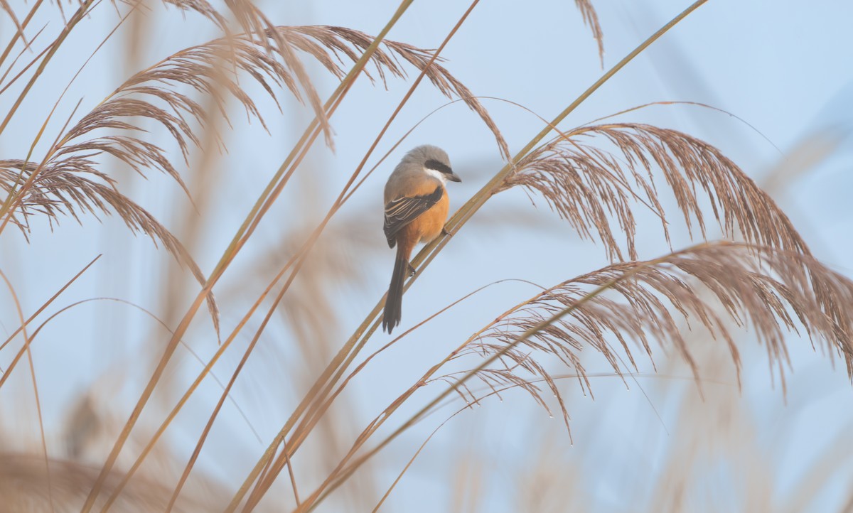 Long-tailed Shrike - ML646836323